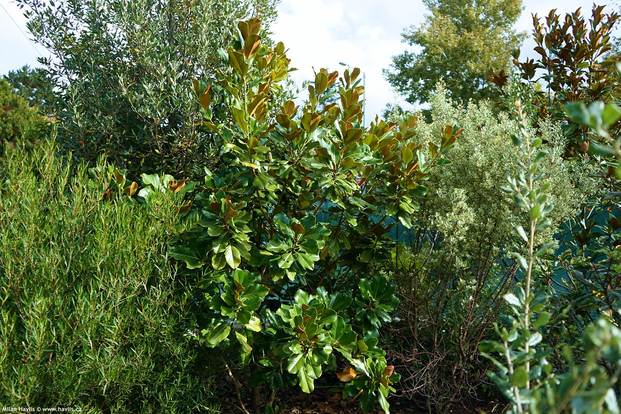 magnolia grandiflora Mont Blanc