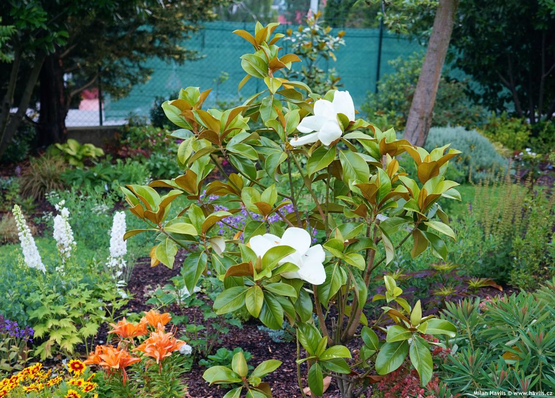 magnolia grandiflora Samuel Sommer.jpg