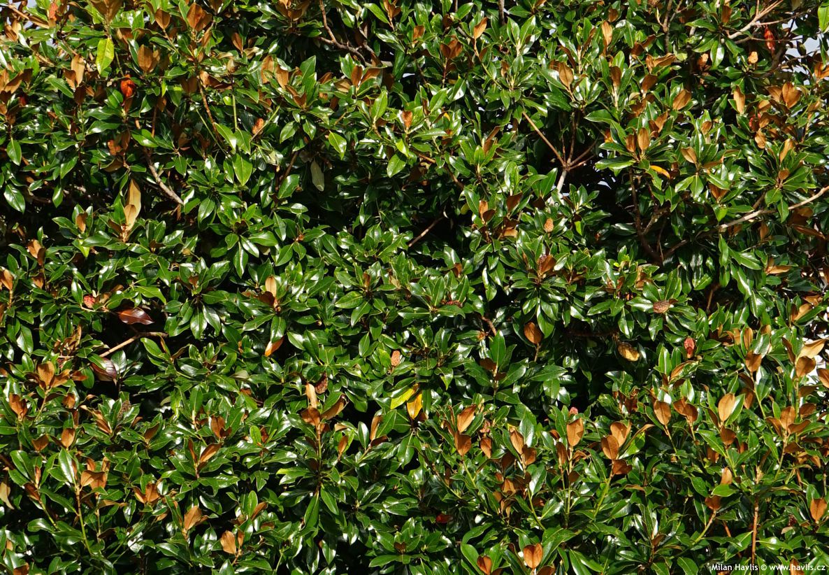 magnolia grandiflora Twenty Four Below.jpg