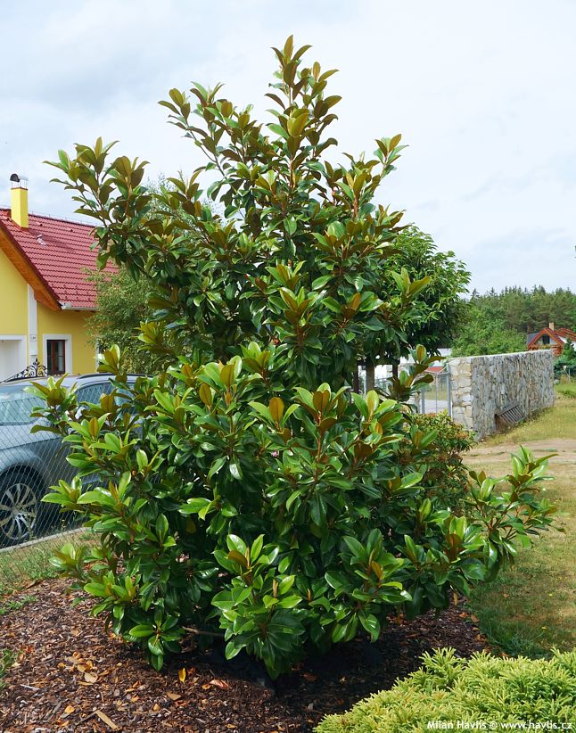 magnolia grandiflora Victoria.jpg