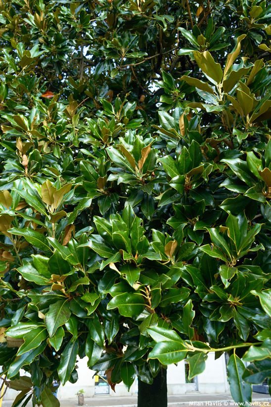 magnolia grandiflora semenáč 2.jpg