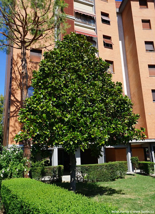 magnolia grandiflora semenáč 3.jpg