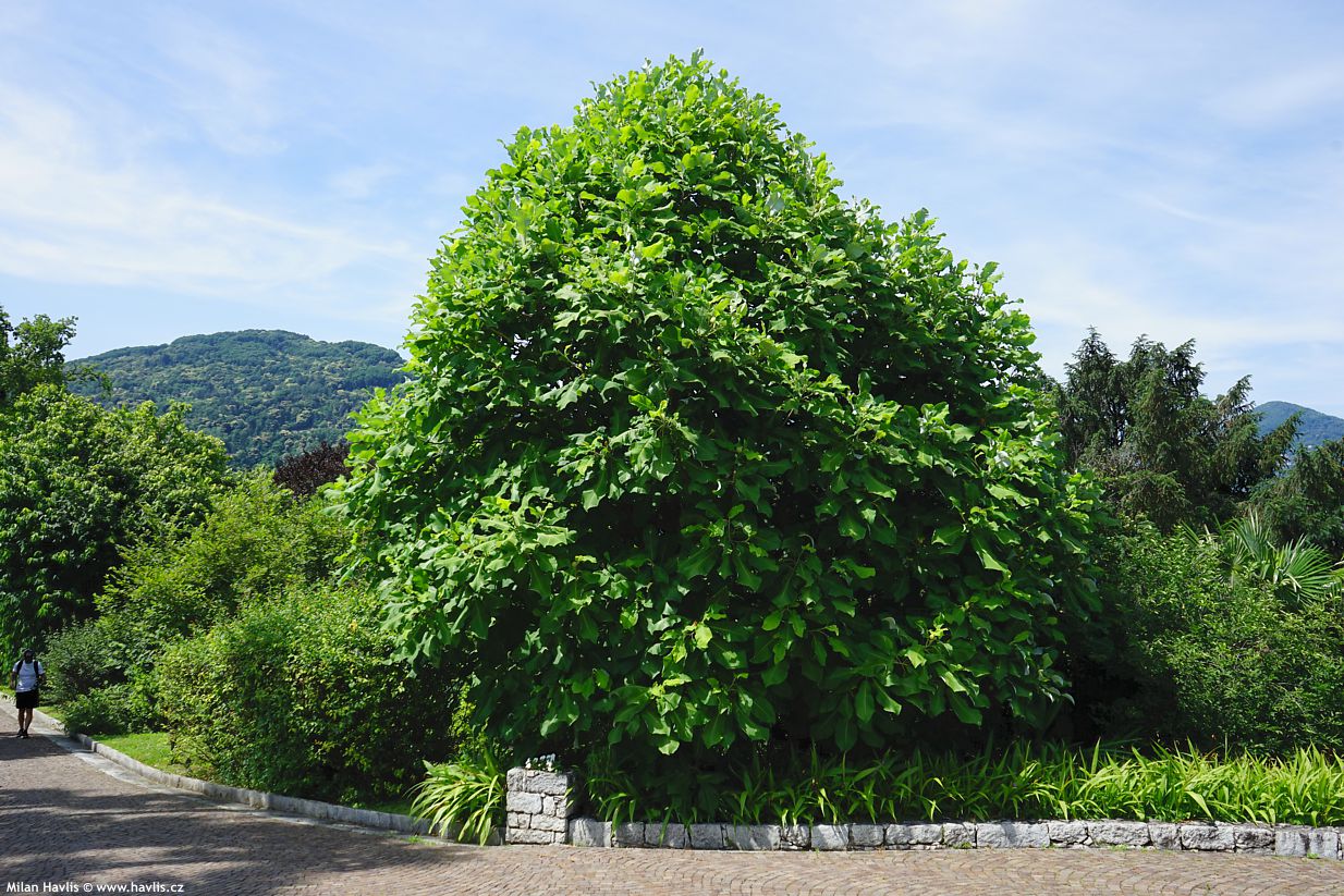 magnolia macrophylla