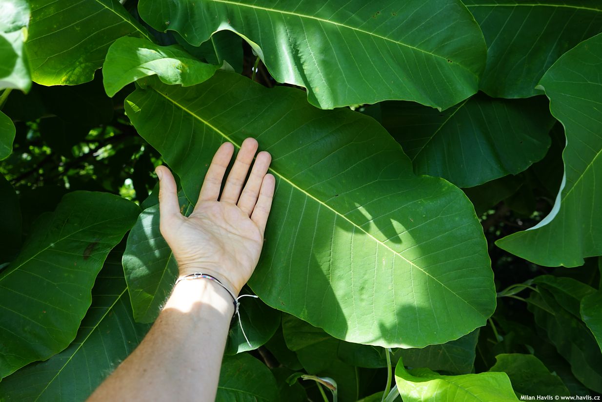 magnolia macrophylla
