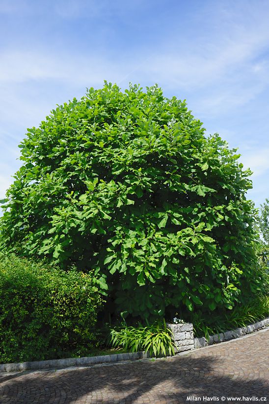 magnolia macrophylla