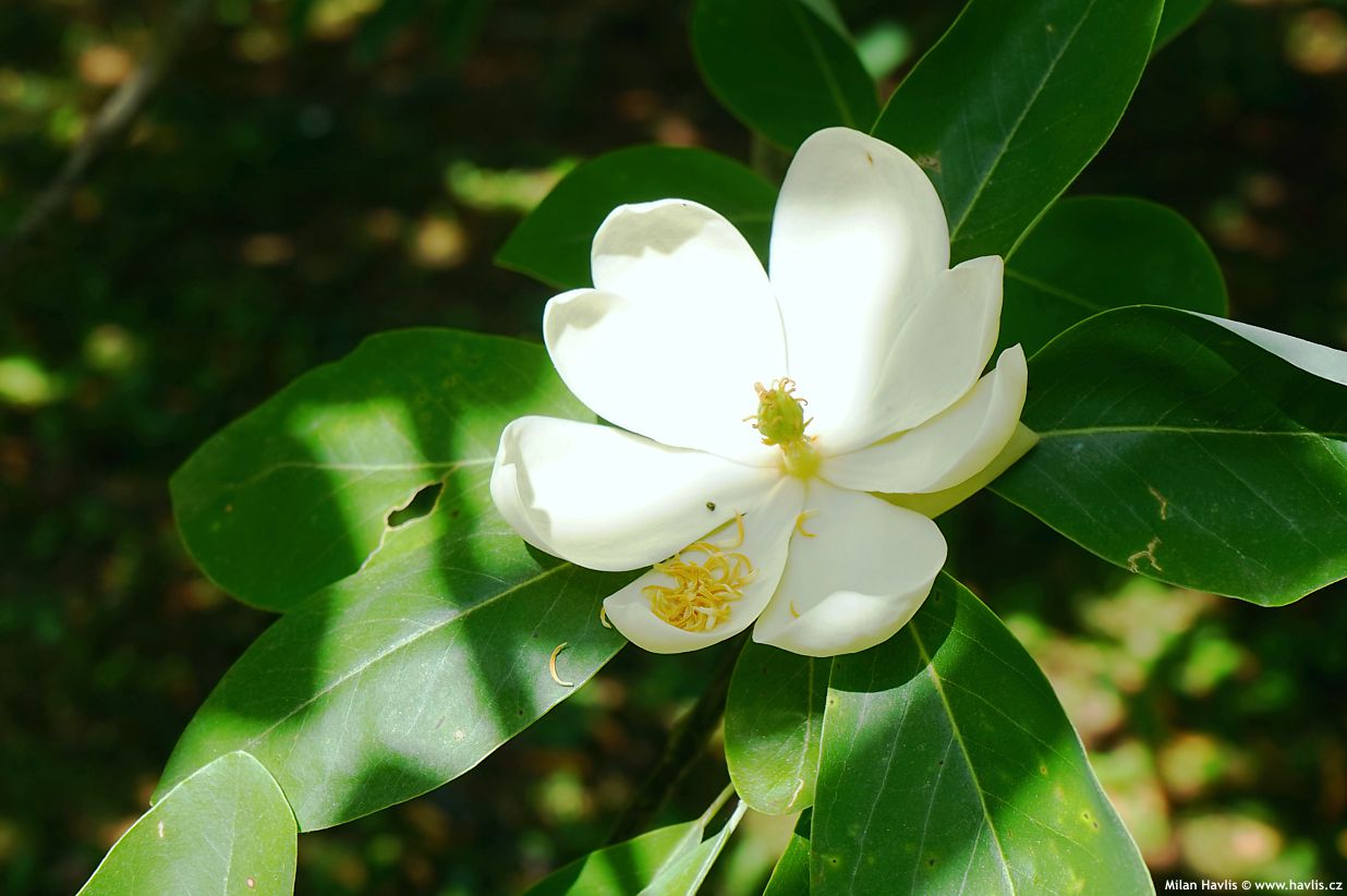 magnolia virginiana