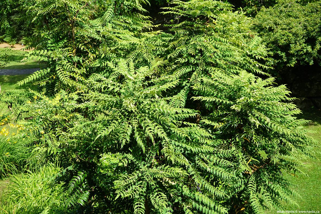 mahonia lomariifolia
