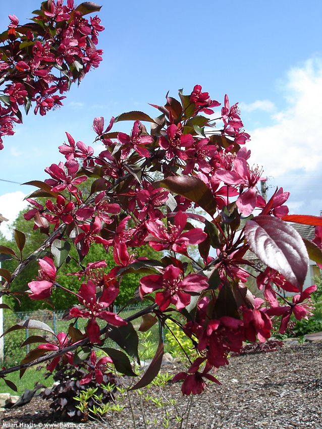 malus Royalty 2006.jpg