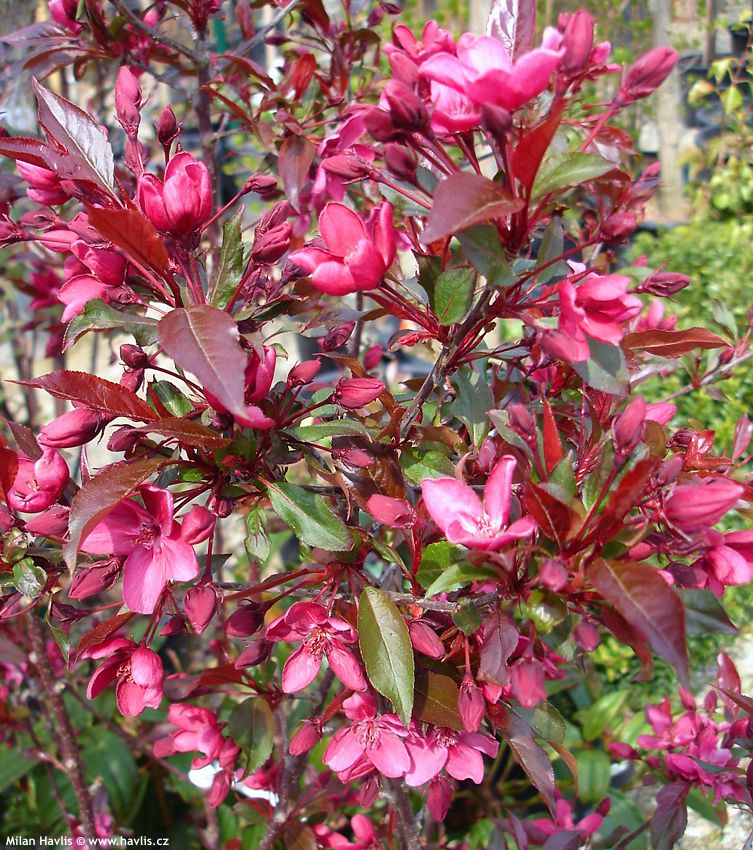 malus Royalty 2007 1.jpg
