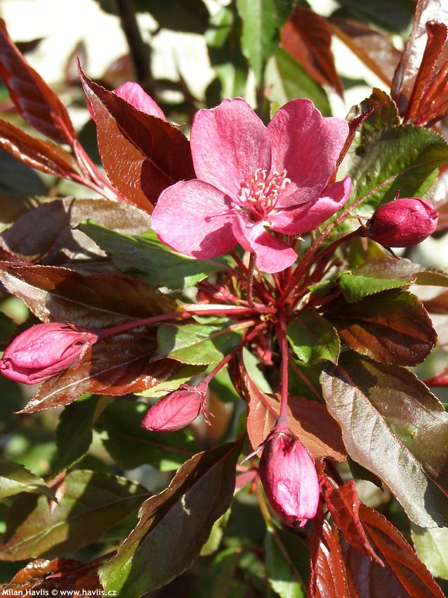 malus Royalty 2007 2.jpg