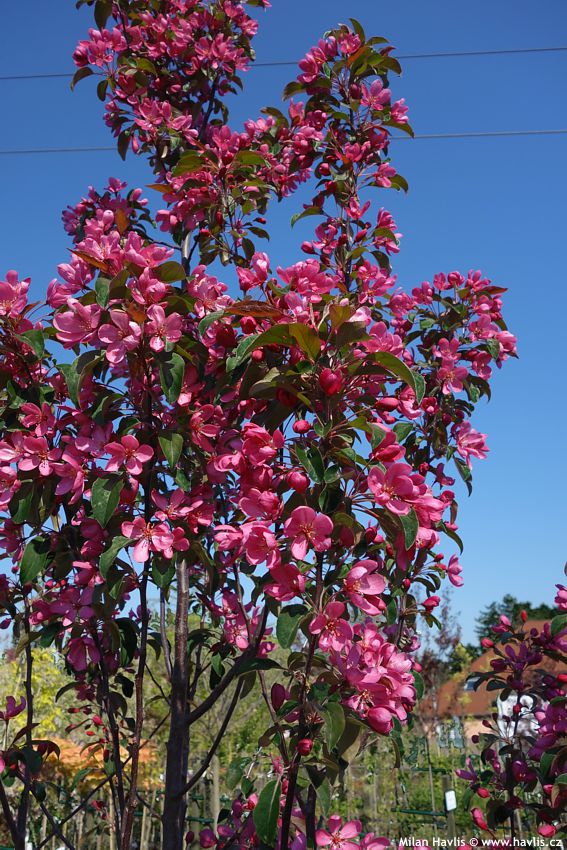 malus Royalty 2016.jpg