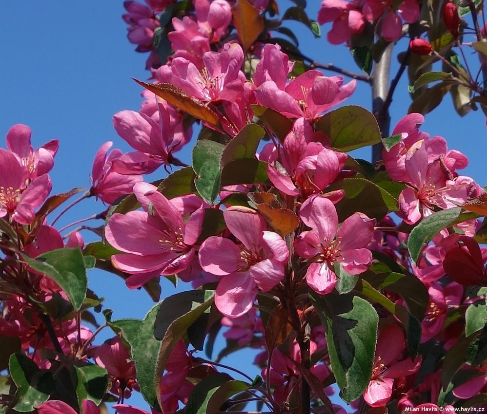 malus Royalty 2016 detail.jpg