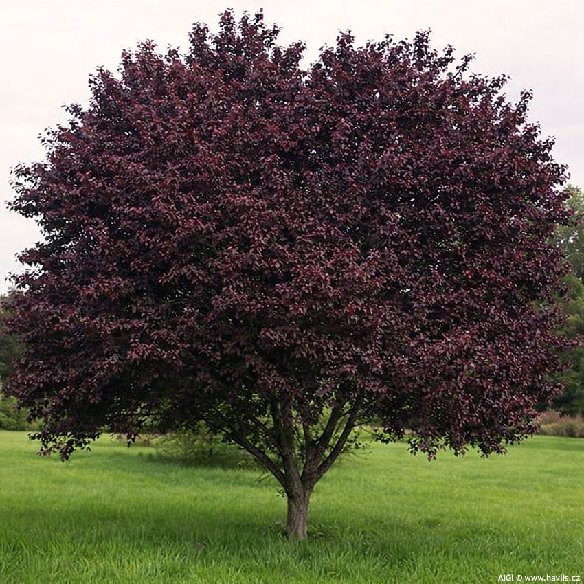 malus Royalty 2026 AIGI 1.jpg