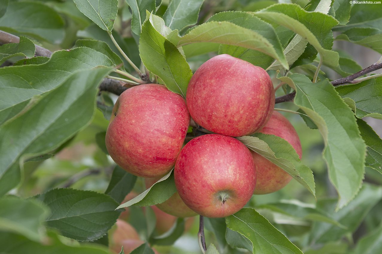 malus domestica Elstar BOT.jpg