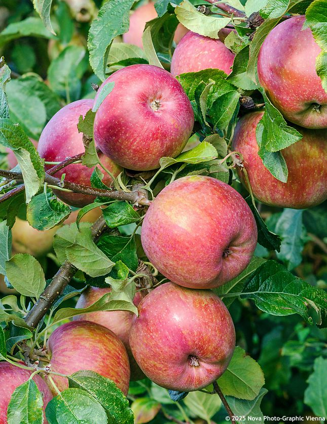 malus domestica Fuji NOVA.jpg