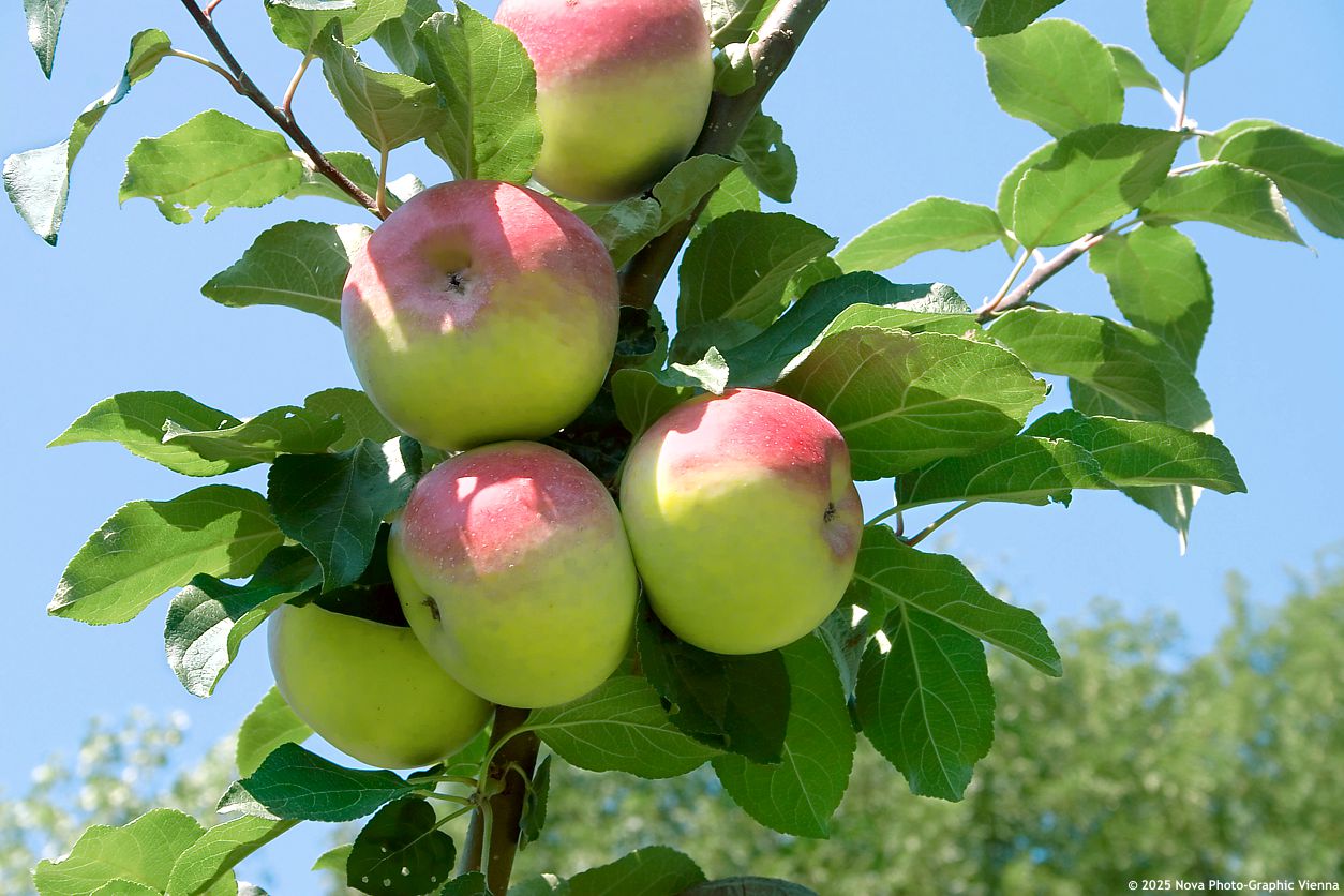 malus domestica Čistecké lahůdkové.jpg