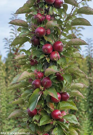 Malus domestica 'REDLANE'