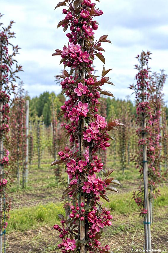 malus domestica Redlane 2026 AIGI 2.jpg