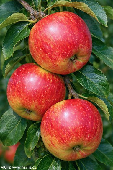 Malus domestica 'SANTANA'