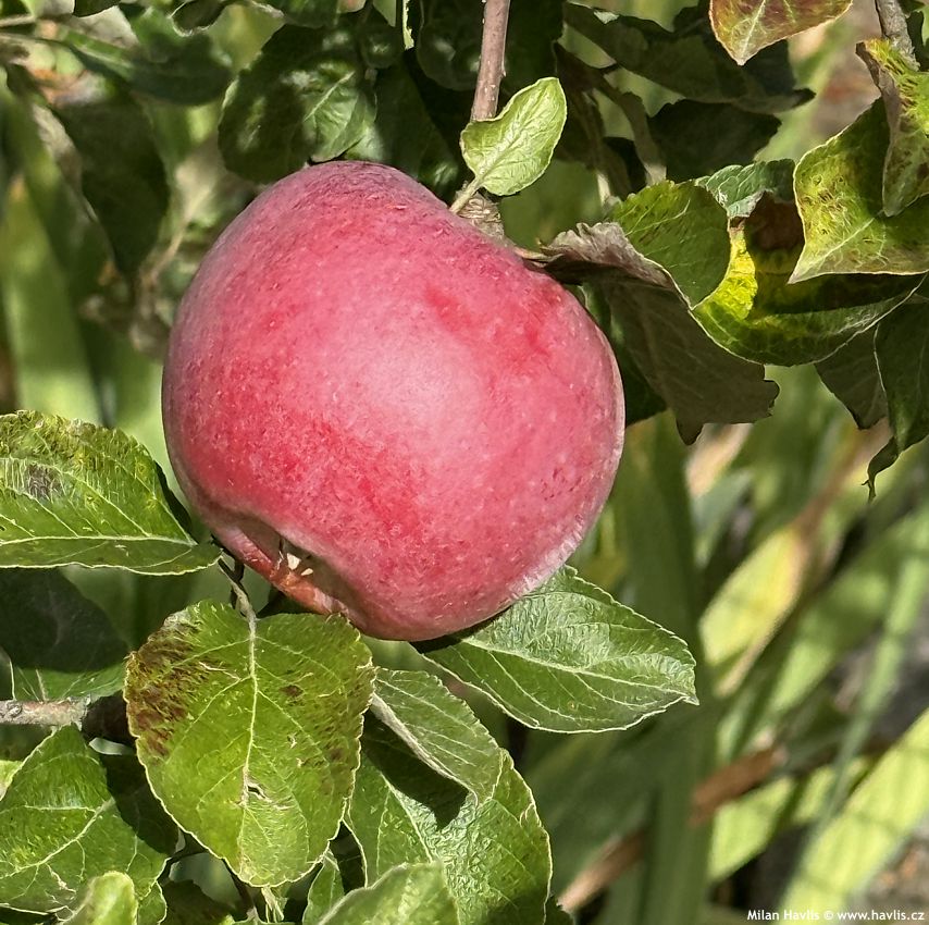 malus domestica Spartan asi 2026 (1).jpg