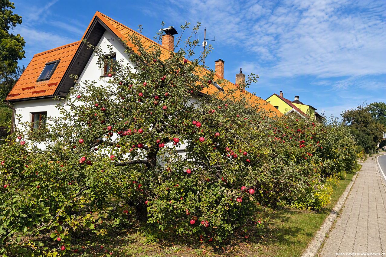 malus domestica Spartan asi 2026 (2) edit.jpg