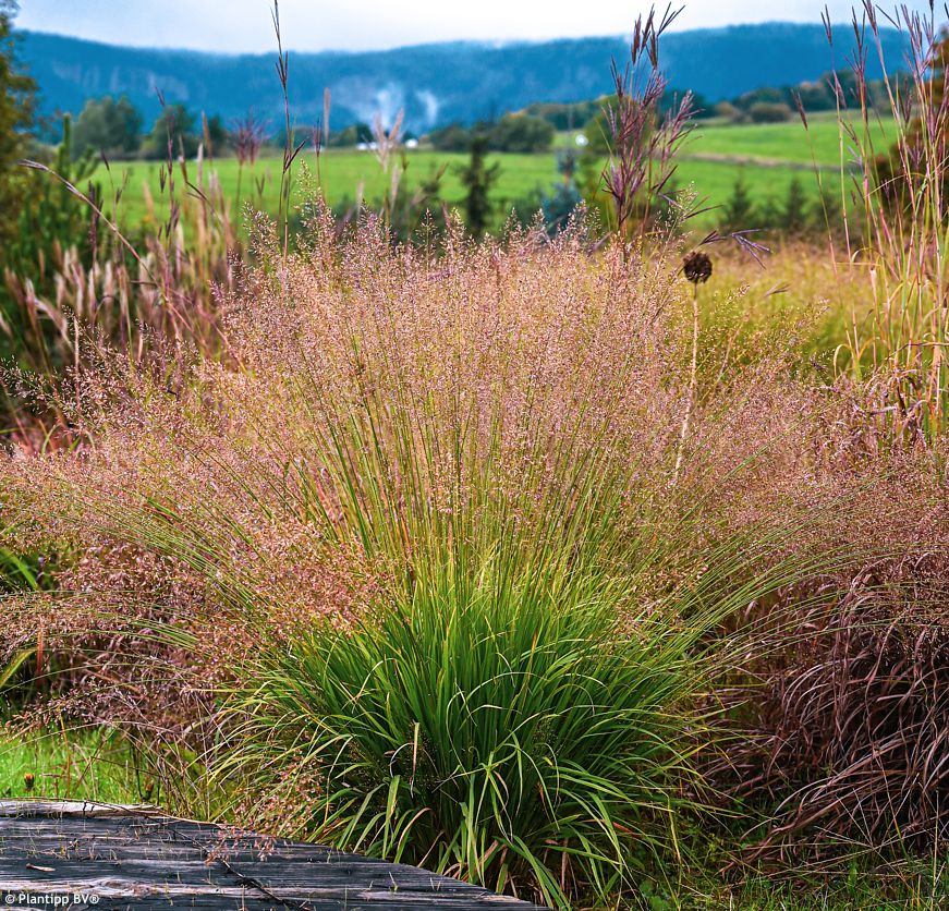 molinia caerulea Banshee
