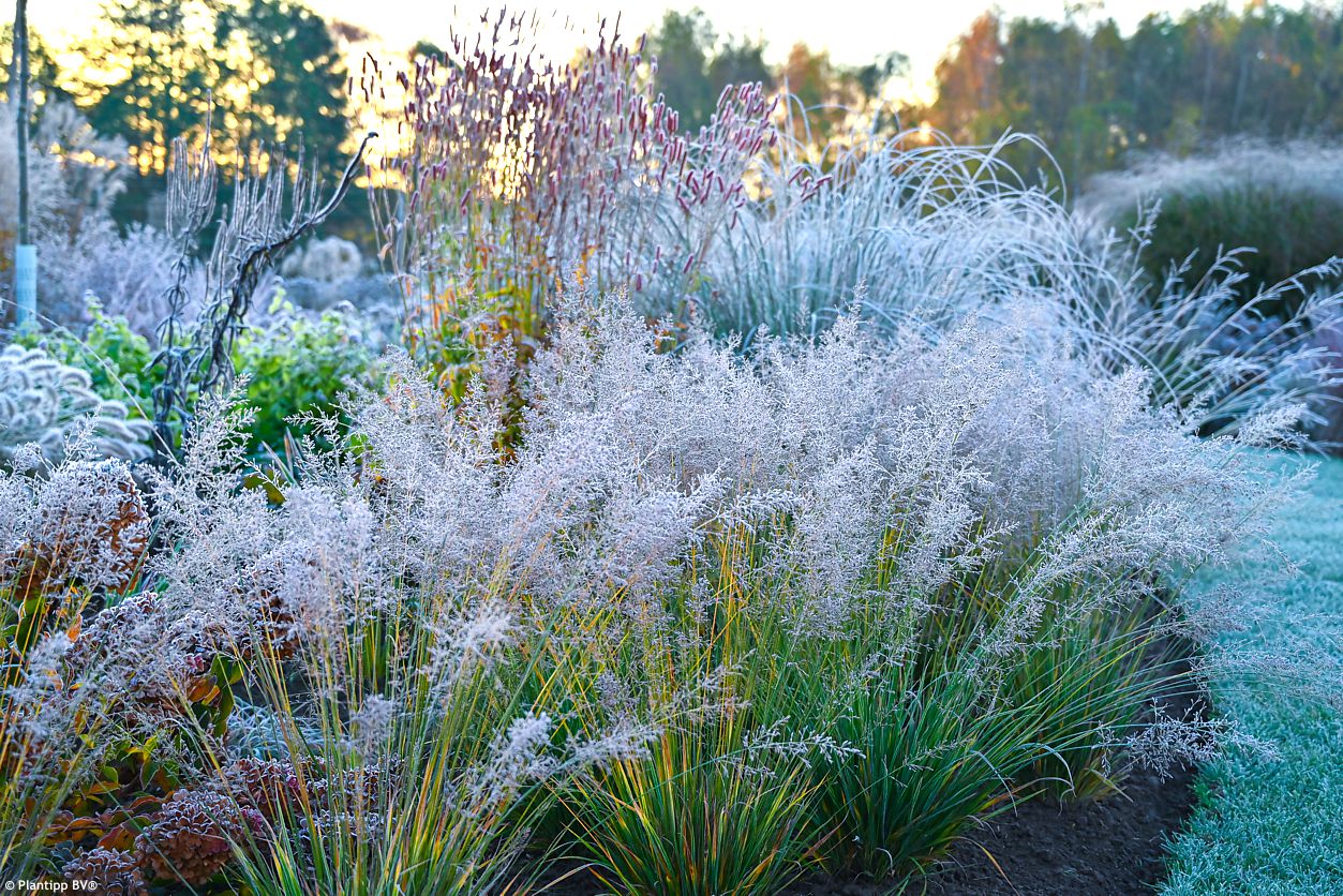 molinia caerulea Banshee