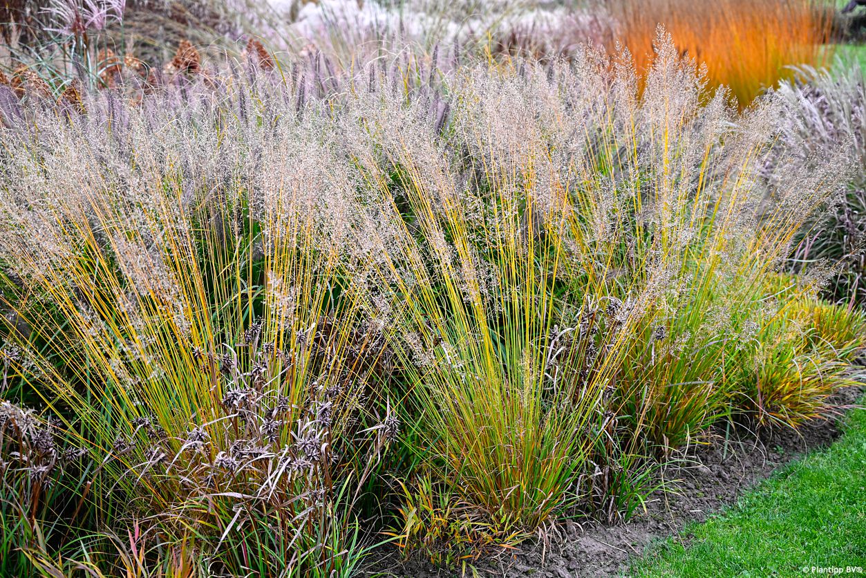 molinia caerulea Banshee