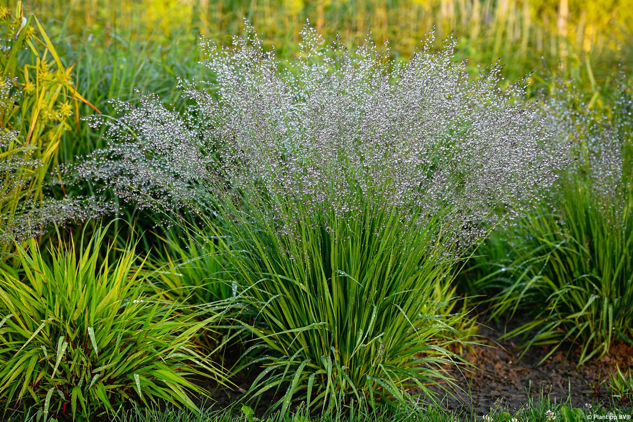 molinia caerulea Banshee