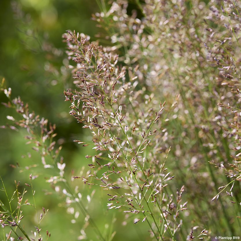 molinia caerulea Banshee
