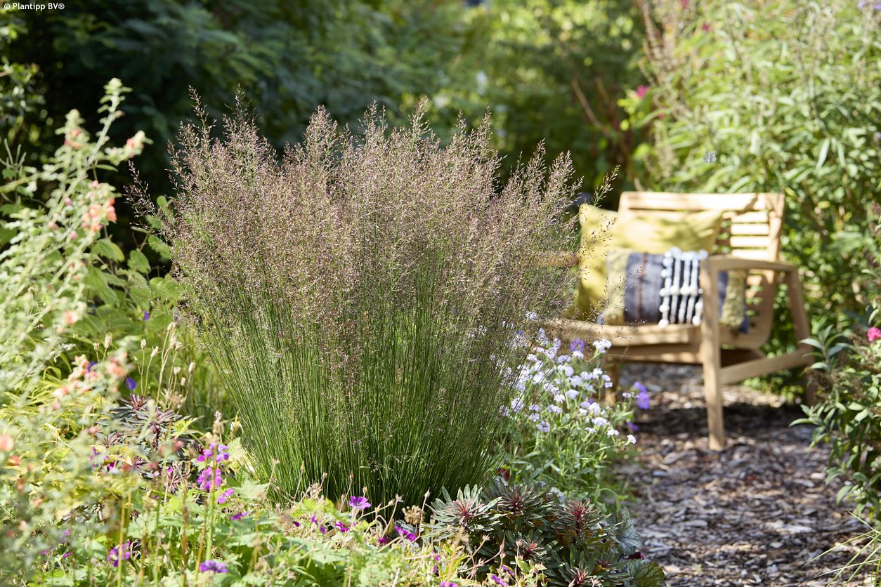 molinia caerulea Banshee