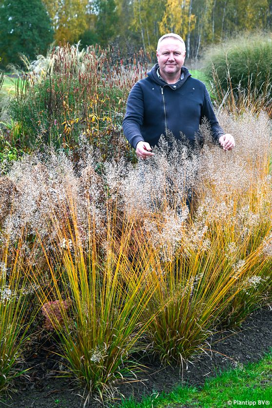 molinia caerulea Banshee