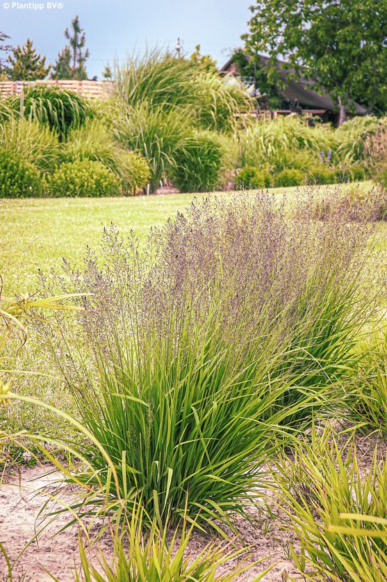 molinia caerulea Banshee