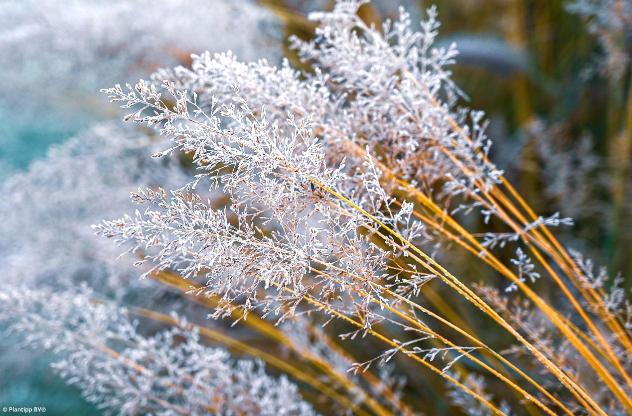 molinia caerulea Banshee