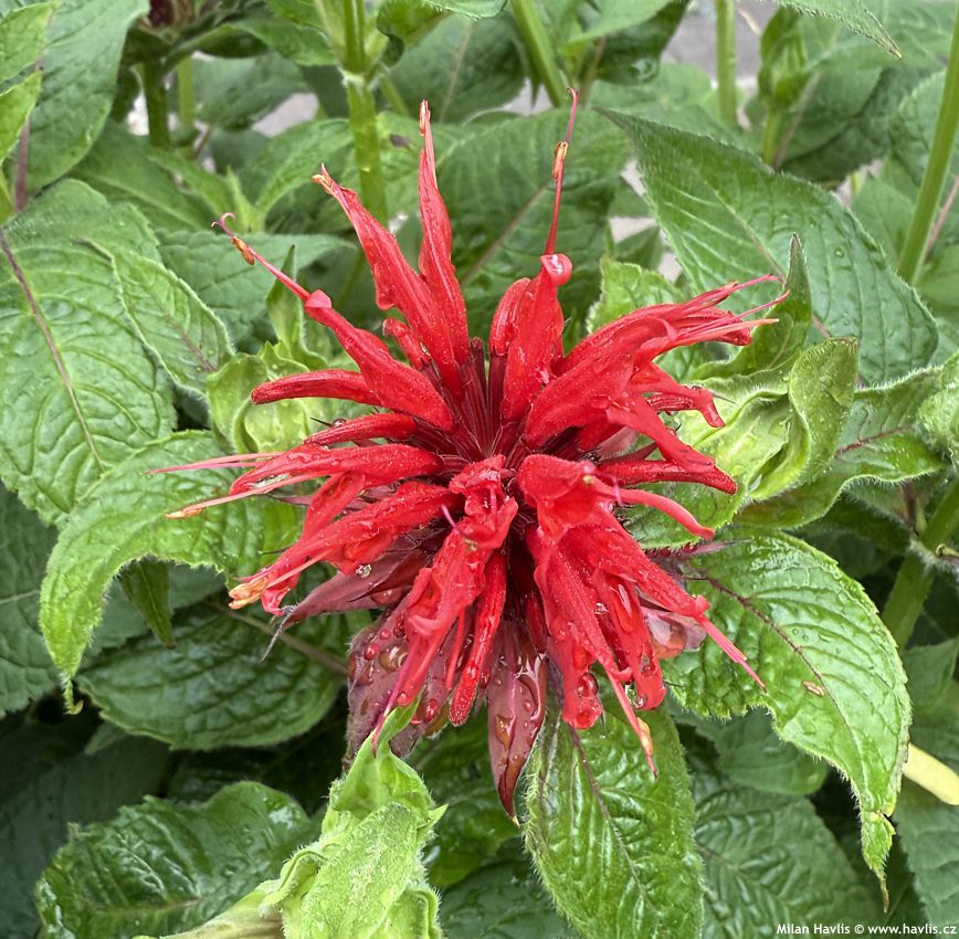 monarda Colrain Red 2026 (1).jpg