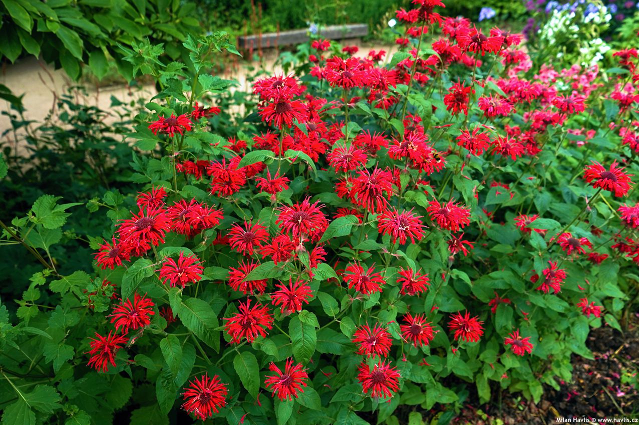 monarda Colrain Red asi 2023 (1).jpg