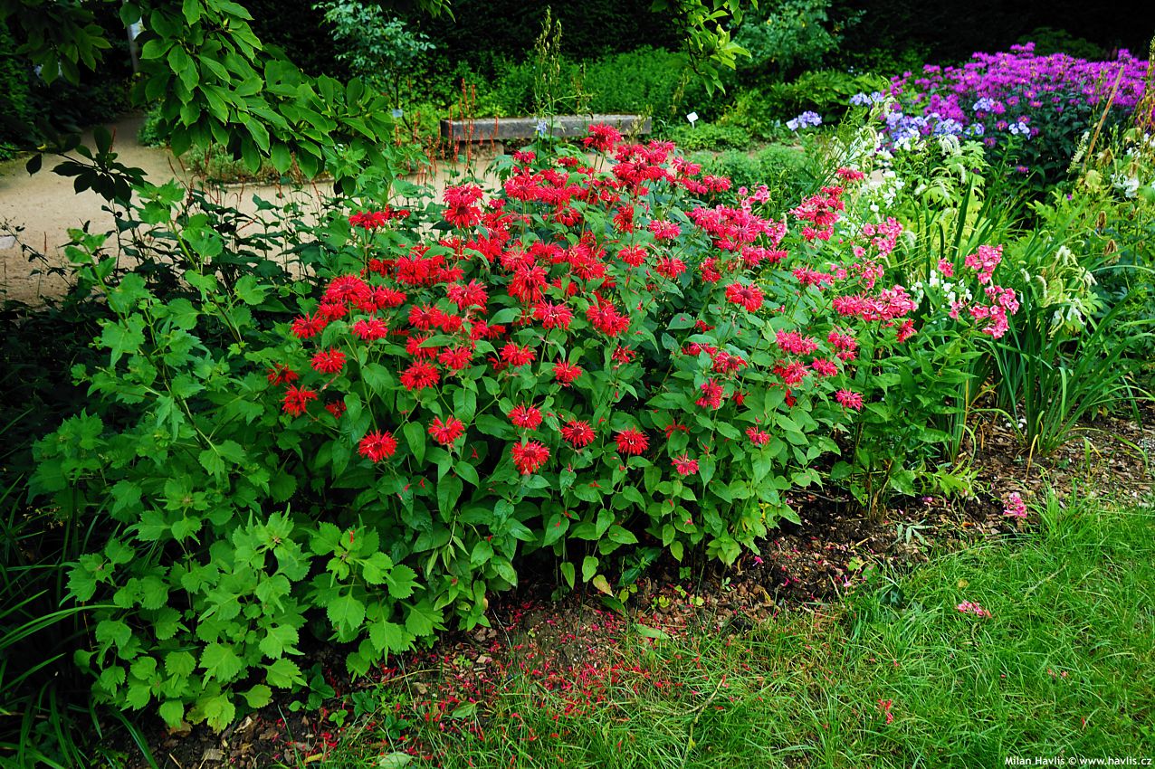 monarda Colrain Red asi 2023 (2).jpg