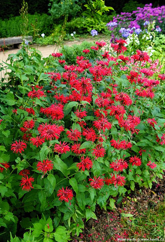 monarda Colrain Red asi 2023 (3).jpg