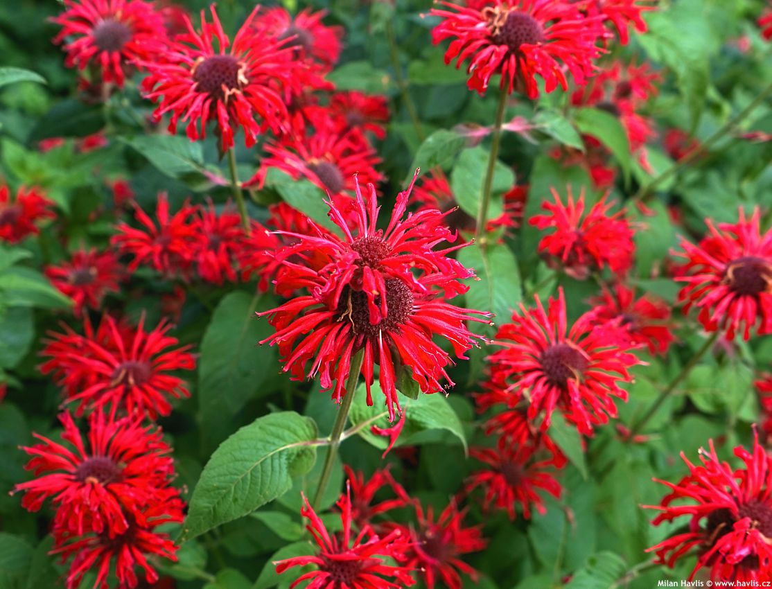 monarda Colrain Red asi 2023 (4).jpg