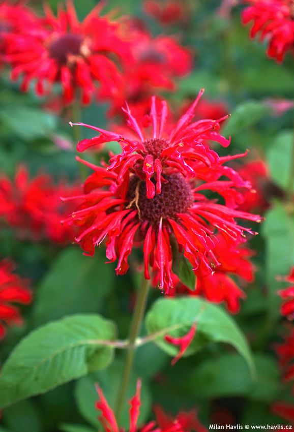 monarda Colrain Red asi 2023 (5).jpg