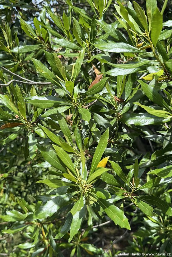 myrica cerifera