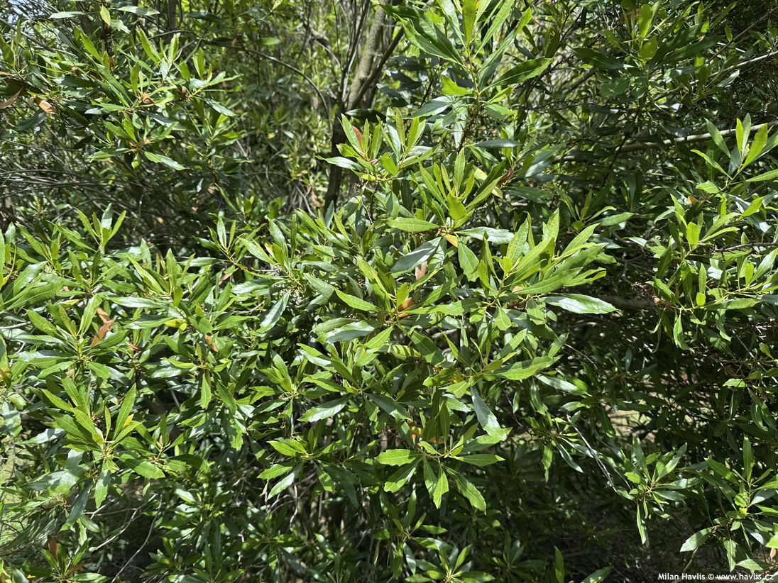 myrica cerifera
