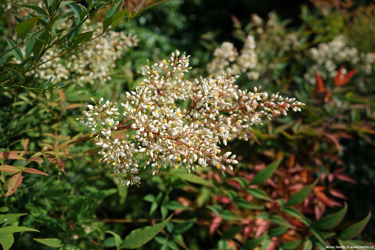 nandina domestica 2025 (10).jpg