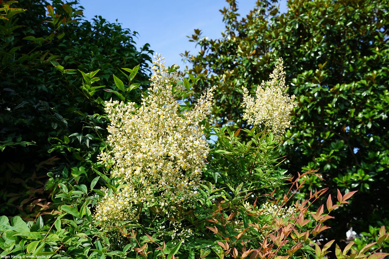 nandina domestica 2025 (9).jpg