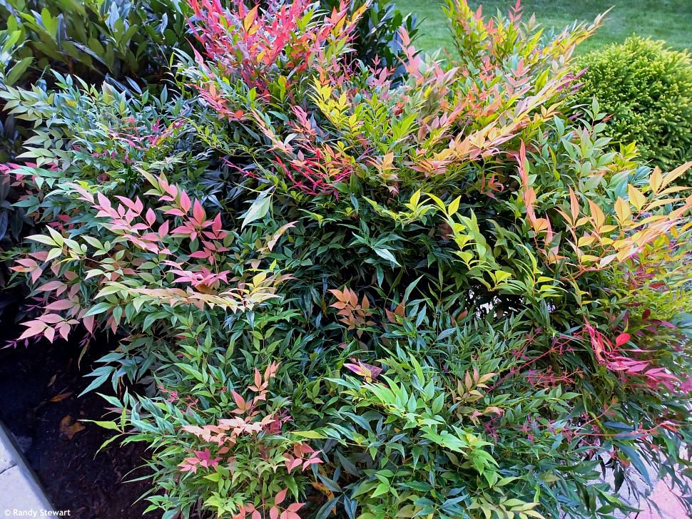nandina domestica Gulf Stream