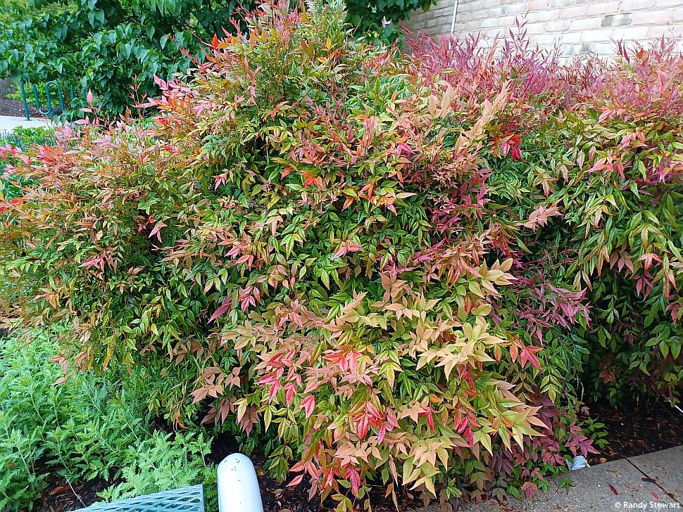 nandina domestica Gulf Stream
