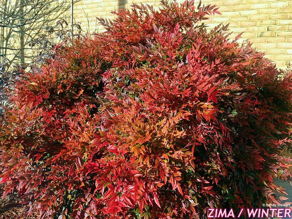 nandina domestica Gulf Stream
