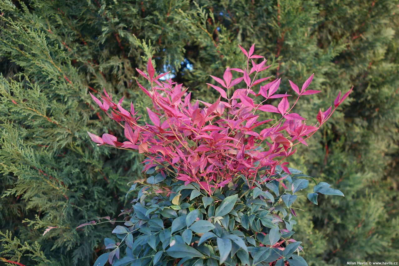 nandina domestica Obsessed