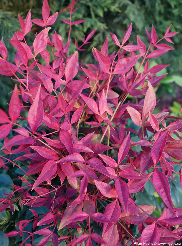 nandina domestica Obsessed