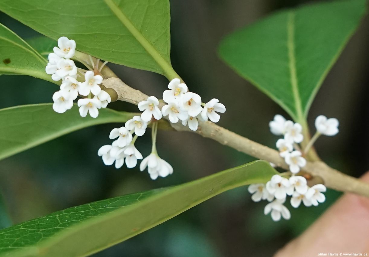 osmanthus fragrans Dentatus